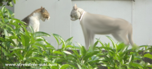 野良猫と飼い猫