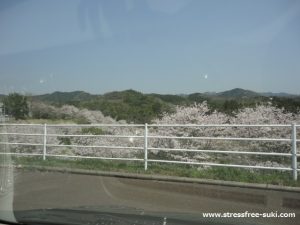 風の郷市場でお花見1