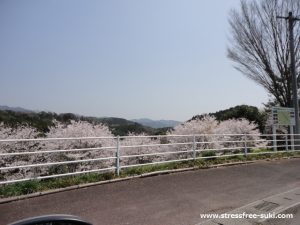 風の郷市場でお花見2