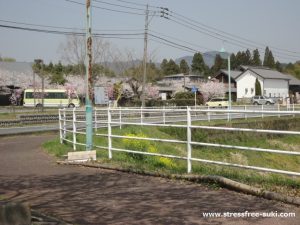 風の郷市場でお花見3