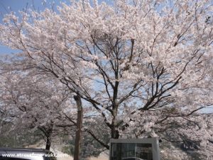 大分川ダムのさくら2