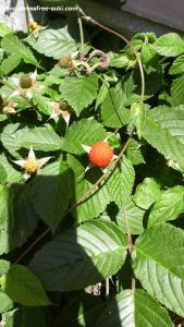 庭に植えた覚えない春の植物-野イチゴ1